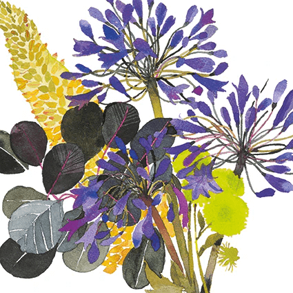Agapanthus Jane Ormes Greeting Card
