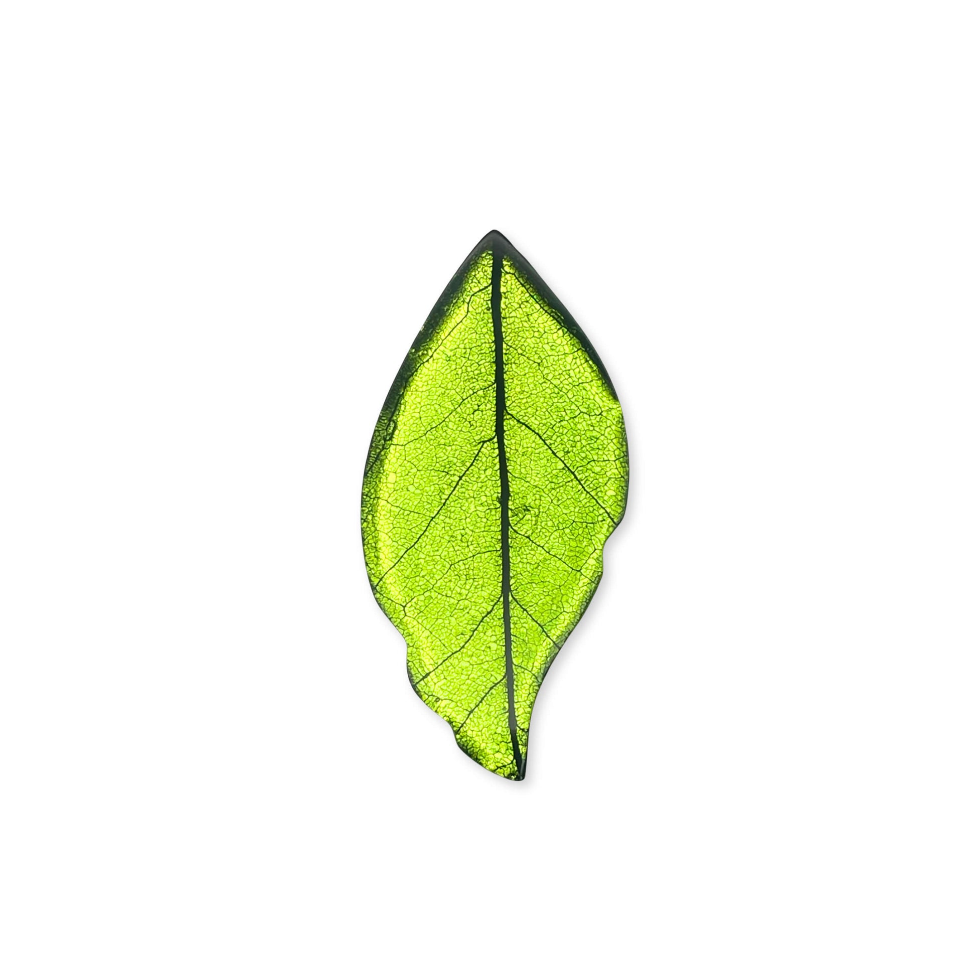 Neptune Skeletal Leaf Shiny Brooch